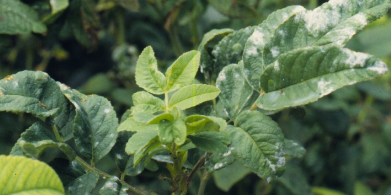 Powdery mildew symptoms on rose leaves. Jody Fetzer, New York Botanical Garden, www.forestryimages.org