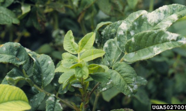 Powdery Mildew on Landscape and Garden Plants
