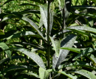 Powdery mildew (the grayish-white fungal coating on the foliage) is a common problem on many Joe-Pye weeds, such as on this roadside Eutrochium purpureum var. purpureum.
