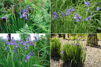 Iris sibirica foliage and flowers in the garden.