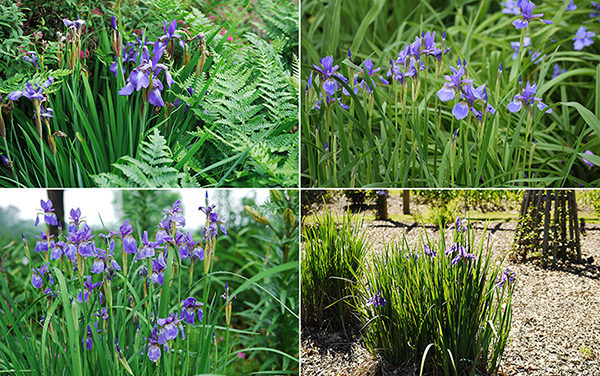 Rain Garden Plants: Iris sibirica