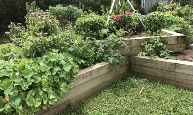 Raised Beds