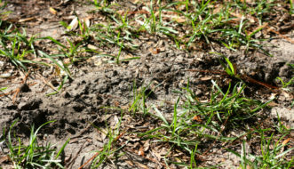 Raised soil from an Eastern mole tunnel in lawn.