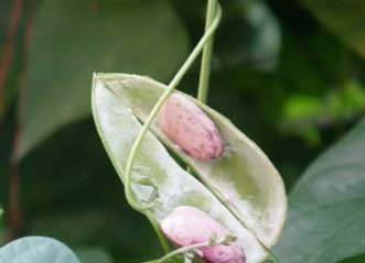 Red Calico Butterbeans have been maintained by the Thweat family in Tennessee since 1794.
