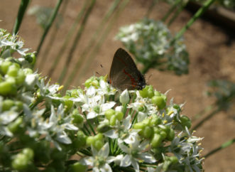 Red-banded Hairstreak, Calycopis cecrops © 2016 Barbara Smith, Clemson Extension HGIC
