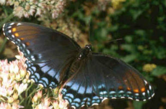 Red-spotted Purple Limenitis arthemis astyanax