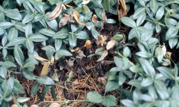 Vinca Diseases