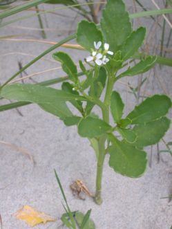 Sea rocket plants are small thick leaved herbs that do not grow in thick clumps. 
