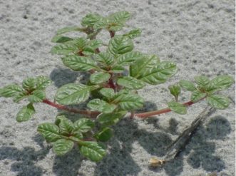 Seabeach amaranth is a rare plant that is listed as threatened in South Carolina and is commonly found in washed out areas between front dunes. If you see this plant, notify the landowner. 