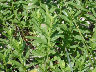 Seashore elder is a woody frontbeach plant that has thick, linear leaves and vertical stems. Although it grows in clumps, it does not produce horizontal rhizomes that grow at the surface of the dunes like beach vitex. 