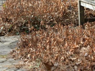 Severe winter kill of Japanese ardisia (Ardisia japonica) foliage after temperatures dropped as low as 10 ºF. Plants should regrow from the roots in the spring. 