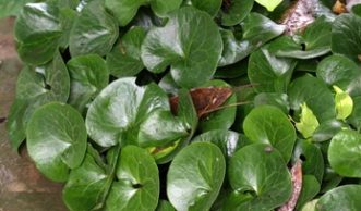 Shiny, evergreen leaves of European wild ginger. 