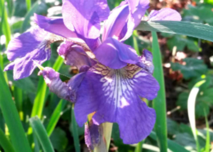Siberian irises (Iris siberica) are one of the easiest irises to grow. It has graceful tall foliage and blooms in early spring.