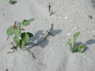 Silver-leaf croton is a small woody plant that might be confused with beach vitex seedlings. The leaves of silver-leaf croton are not in pairs and are more oval shaped compared to the nearly round beach vitex leaves. 