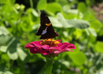 Silver-spotted, Skipper, Epargyreus clarus © 2016 Barbara Smith, Clemson Extension HGIC