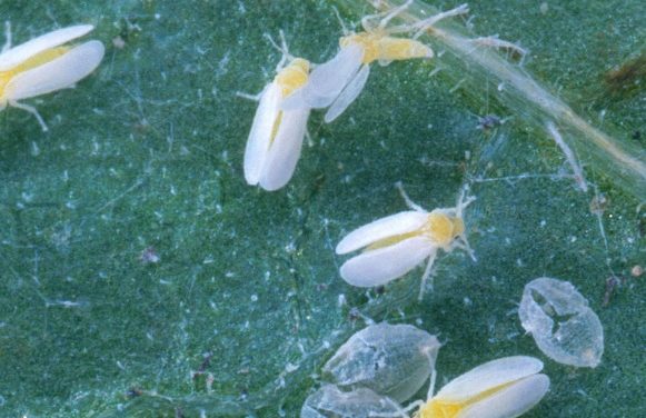 Insecticidal Soaps for Garden Pest Control