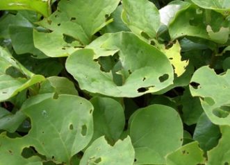 Slug damage on Canadian wild ginger.