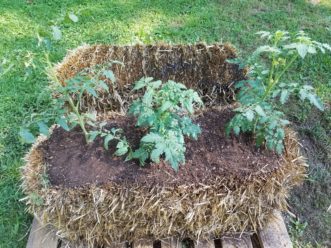 Place appropriate number of plants or seeds per bale.