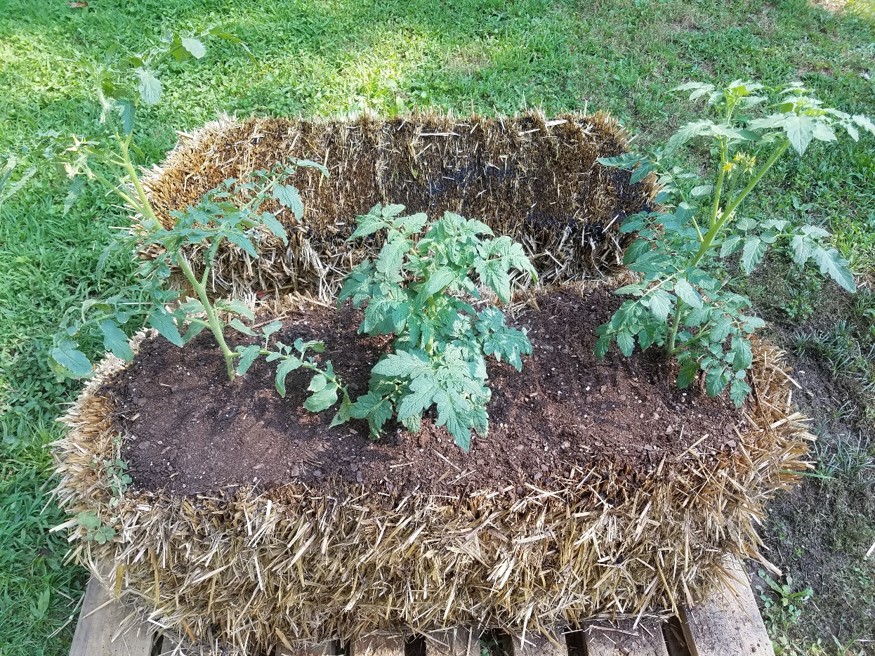 Can I use hay for a Straw Bale Garden?