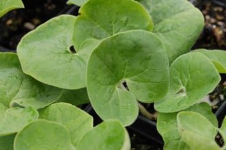 Soft heart shaped leaves of Canadian wild ginger. 