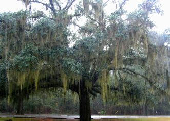 Spanish moss on live oak