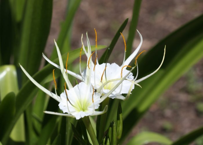 Spider lilies (Hymenocallis caroliniana) are tough low maintenance plants that loves moisture.