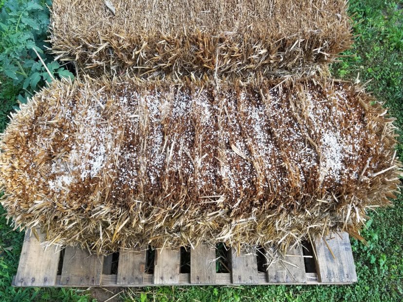 Sprinkle appropriate amounts of lime and fertilizer evenly over the bale. Water each application in thoroughly.