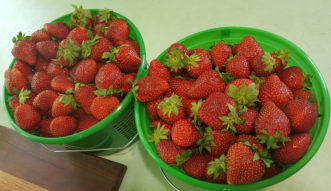 strawberries, photo by Mllie Davenport