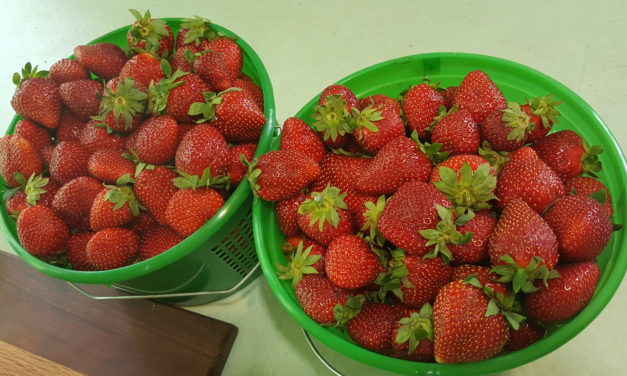Using & Storing Strawberries