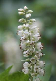 Summersweet clethra (Clethra alnifolia ) inflorescence with white buds and fragrant white flowers.