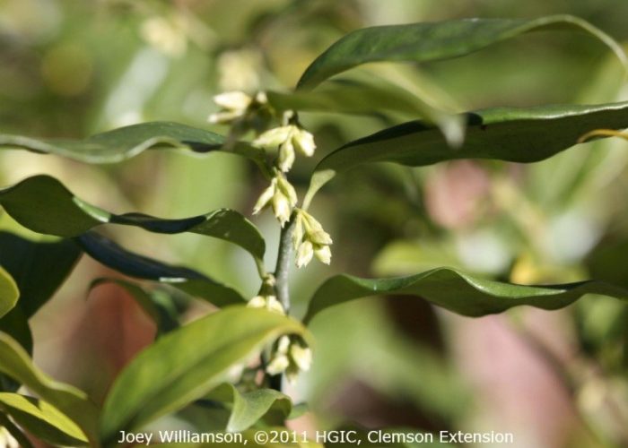 Sweetbox (Sarcococca confusa) in bloom