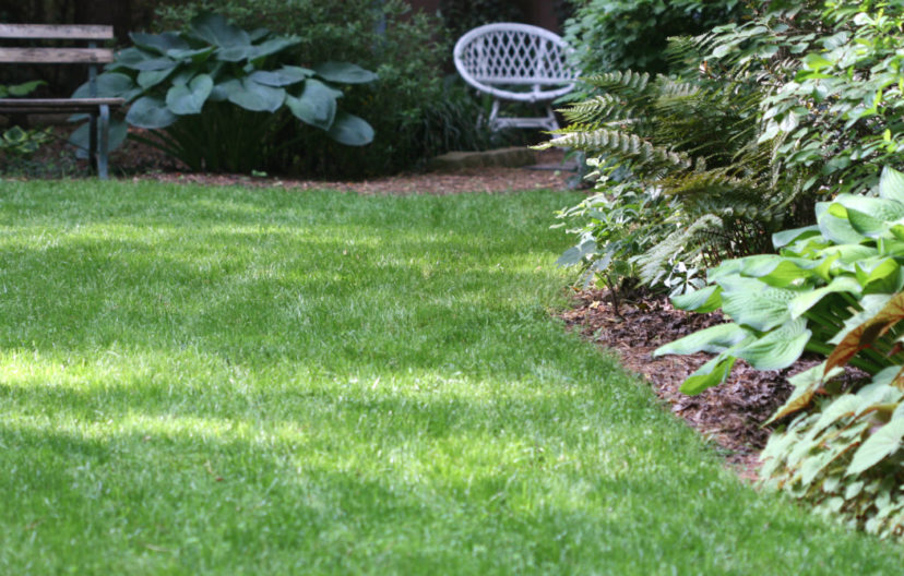 Everything to Know About Growing Tall Fescue Grass