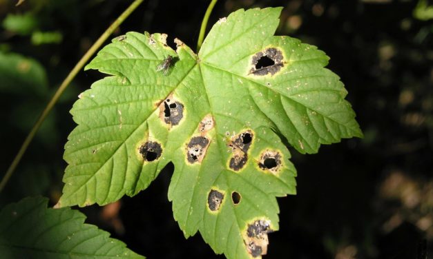 Maple Diseases & Insect Pests