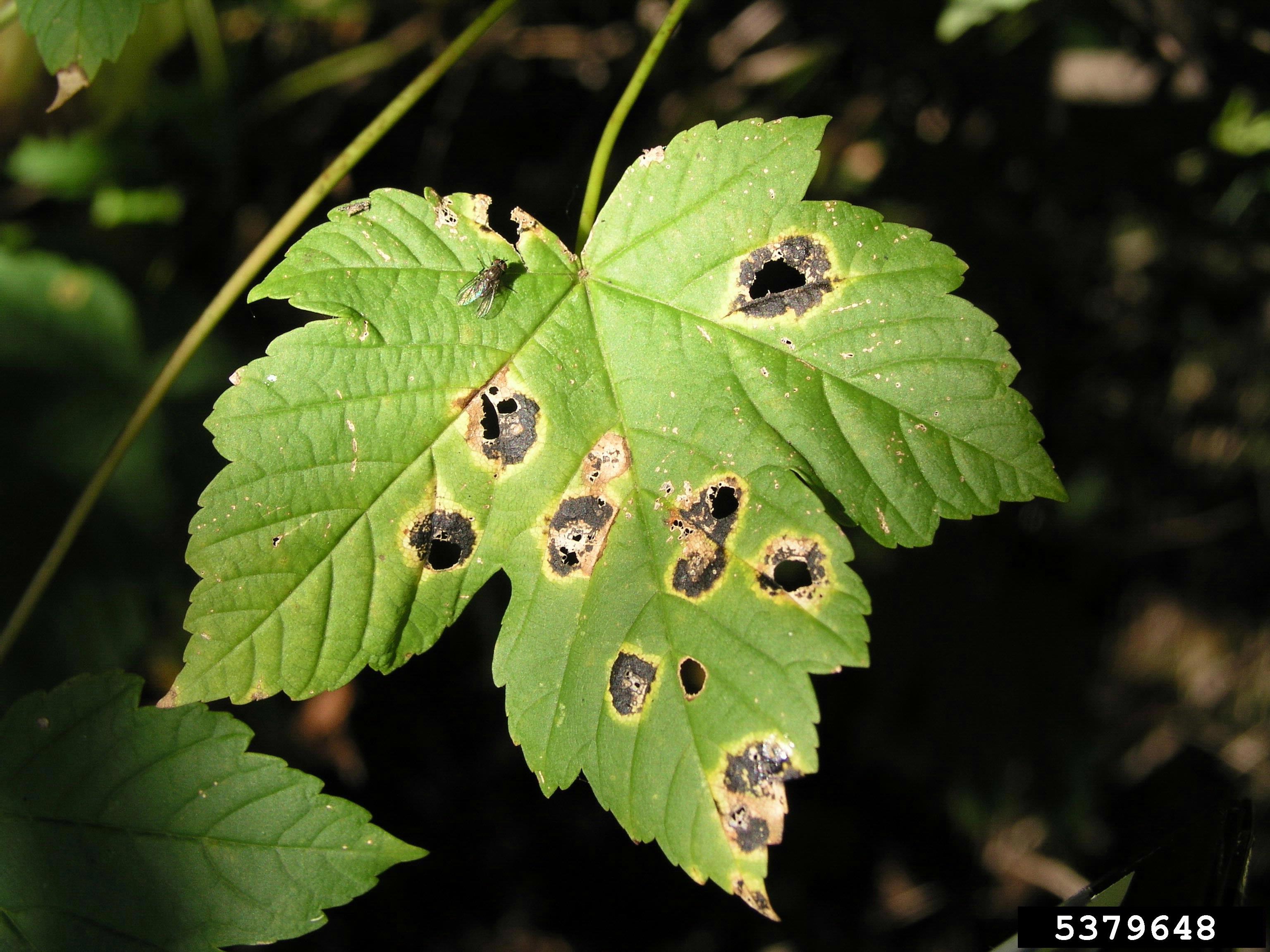 red maple leaf disease