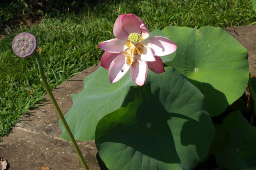 The Asian lotus (Nelumbo nucifera) has upright leaves, flowers, and seed pods that grow above the water’s surface.