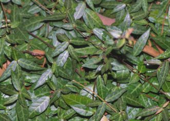 The dark, dense foliage of Asian star jasmine.