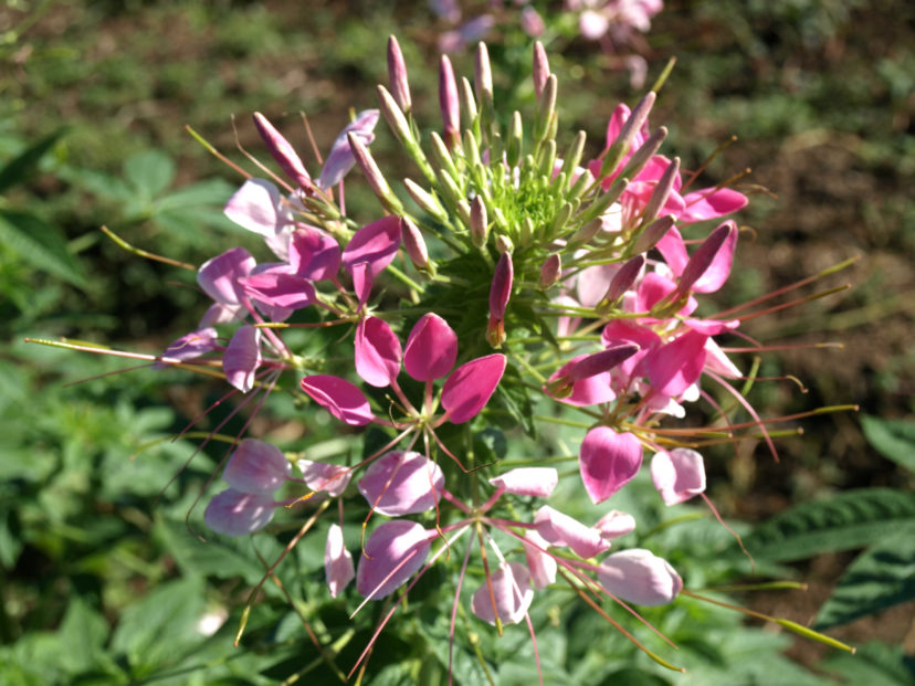 The delicate rose-pink flowers of ´Rose Queen´ cleome add an airy effect to the garden.