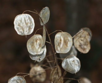 The dried, 1½-inch wide, silvery, translucent, middle partitions of seed pods of money plants (Lunaria annua) make interesting dried arrangements.