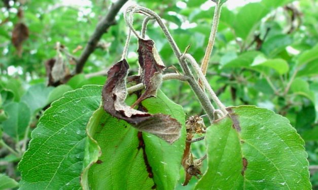 Fire Blight of Fruit Trees