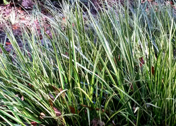 The Japanese rush (Acorus gramineus) is easily grown in medium to wet soils and in full sun to part shade.