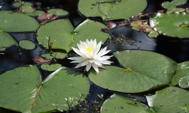 Aquatic & Shoreline Plant Selection