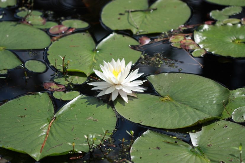 The leaves and flowers of hardy water lilies (Nymphaea species) float on top of the water. 