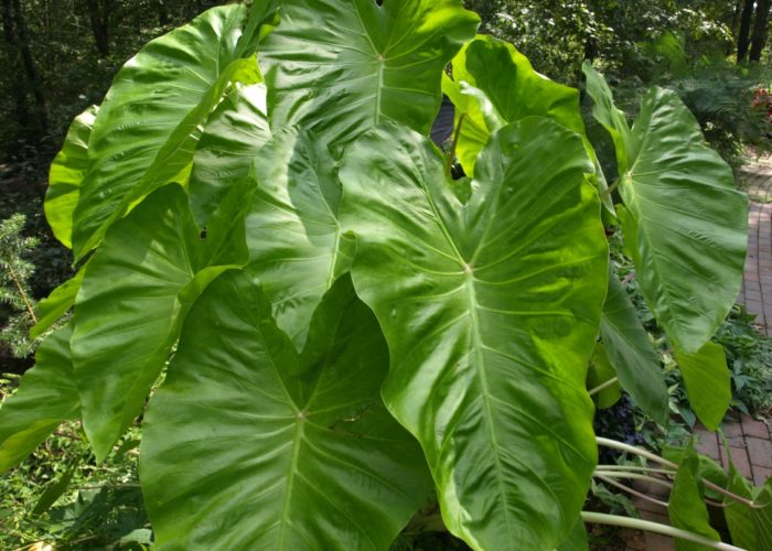 The ‘Maui Gold’ elephant ear (Colocasia esculenta ‘Maui Gold’) has impressive golden chartreuse leaves with ivory stems.