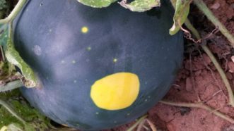 The Moon and Stars watermelon has characteristic yellow spots that gives this variety its name. 