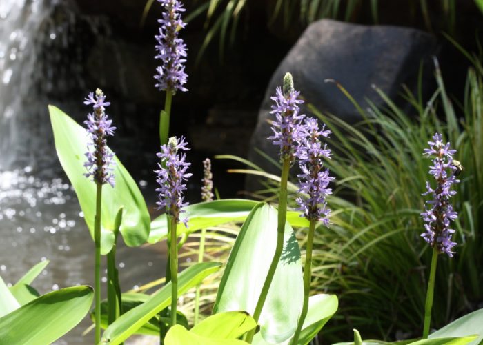 The pickerelweed (Pontederia cordata) has purple flowers that bloom in late summer.