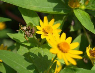 The seeds form an interesting circular seed cluster and may be gathered when the flower petals begin to drop.
