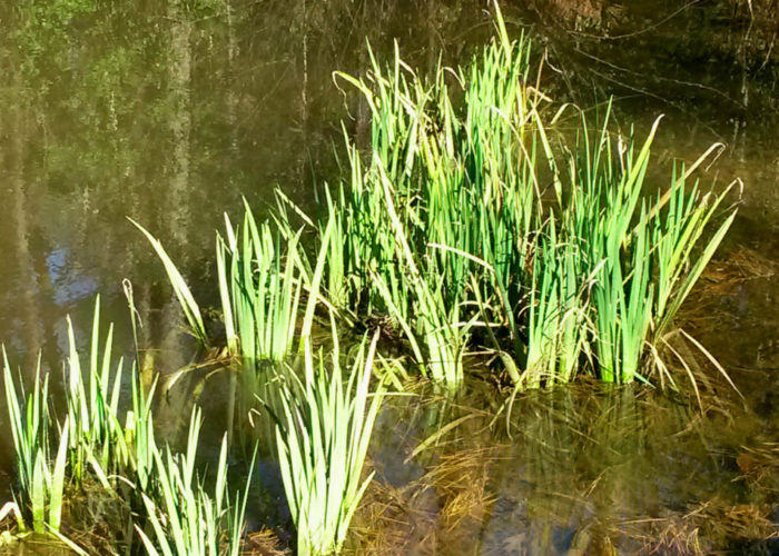 The yellow water iris (Iris pseudoacorus) is easily grown in wet areas from full sun to part shade.