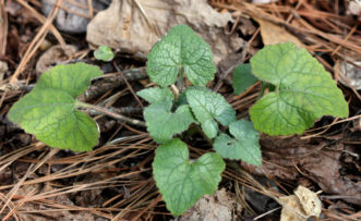 This is a first year money plant (Lunaria annua) seedling, which is growing vegetatively (that is, producing foliage only). It will produce flower stalks the following spring.
