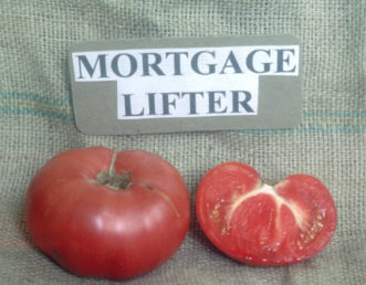 This tomato variety was developed by M.C. Byles of West Virginia in the 1940’s. He sold the plants for $1.00 each and was able to pay off his $6,000 mortgage in six years. 