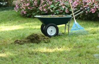 This turfgrass tall fescue lawn was vigorously raked to remove dead grass & weeds, and to expose the soil for good seed to soil contact.